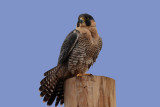 IMG_6151 Peregrine Falcon male.jpg