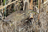 IMG_7097 American Bittern.jpg