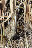 IMG_7081 American Bittern.jpg