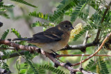 IMG_1535 Lazuli Bunting female.jpg