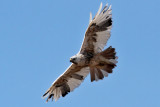 IMG_9531  Leucistic Red-tailed Hawk.jpg