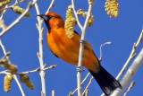 IMG_0185 Streak-backed Oriole.jpg