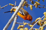 IMG_0158 Streak-backed Oriole.jpg