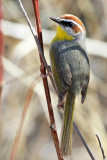 IMG_1348 Rufous-capped Warbler.jpg