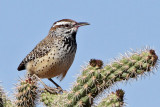 IMG_1857 Cactus Wren.jpg