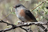 IMG_1428 Dark-eyed Junco Pink sided.jpg