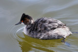 IMG_1371 Eared Grebe.jpg