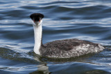 IMG_1895 Western Grebe.jpg