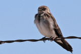 IMG_8759 Northern Rough-winged Swallow.jpg