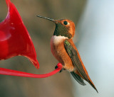 IMG_8877a Rufous Hummingbird male.jpg