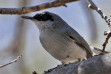 IMG_9934 Black-capped Gnatcatcher male.jpg