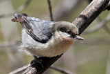 IMG_0517 Pygmy Nuthatch.jpg