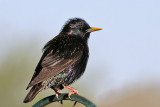 IMG_0089 European Starling breeding male.jpg