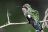 IMG_1297 Broad-billed Hummingbird female.jpg