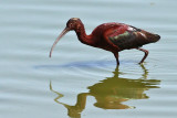 IMG_1765 White-faced Ibis immature.jpg