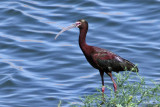 IMG_3487 White-faced Ibis.jpg