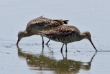 IMG_7049 Hudsonian &  Marbled Godwits.jpg