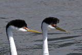 IMG_1985a Western Grebes.jpg