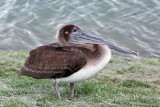 IMG_6860 Brown Pelican juvenile.jpg