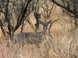 IMG_7530 Deer.jpg