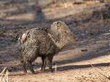 IMG_3402a Collared Peccary.jpg