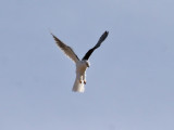 IMG_8186 White-tailed Kite.jpg