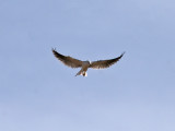 IMG_8182 White-tailed Kite.jpg