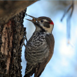 IMG_9141 Arizona Woodpecker male.jpg