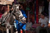 48-Morocco2©ALBERT_ENGELN.jpg