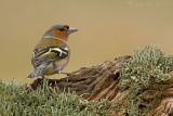 Vink/Chaffinch