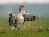 Grauwe gans/Greylag goose