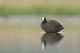 Meerkoet/Eurasian coot