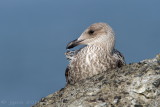 Zilvermeeuw/Herring gull