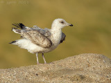 Kleine mantelmeeuw/Lesser Black-backed Gull