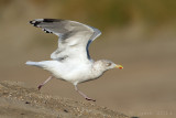 Zilvermeeuw/Herring gull