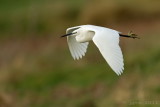 Kleine zilverreiger/Little egret