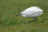 Kleine zilverreiger/Little egret
