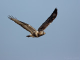 Ruigpootbuizerd/Rough legged buzzerd