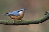 Boomklever/Nuthatch