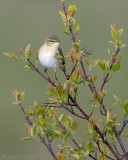 Fitis/Willow warbler