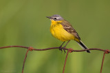 Gele kwikstaart/Blue-headed wagtail