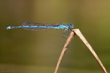 Kanaaljuffer/Erythromma lindenii ♂