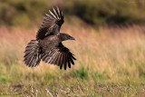 Zwarte kraai/Carrion crow
