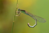 Tengere grasjuffer/Ischnura pumilio ♀