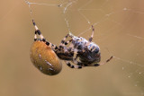 Viervlekwielwebspin/Araneus quadratus