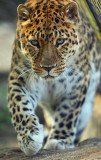  Big Cats of the St. Louis Zoo