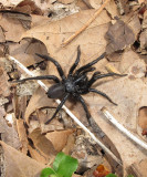 Trapdoor Spider      ( Ummidia )