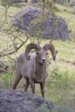 Big Horn Sheep