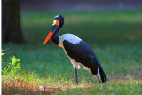 Saddle-billed Stork