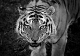 Monochrome Tiger